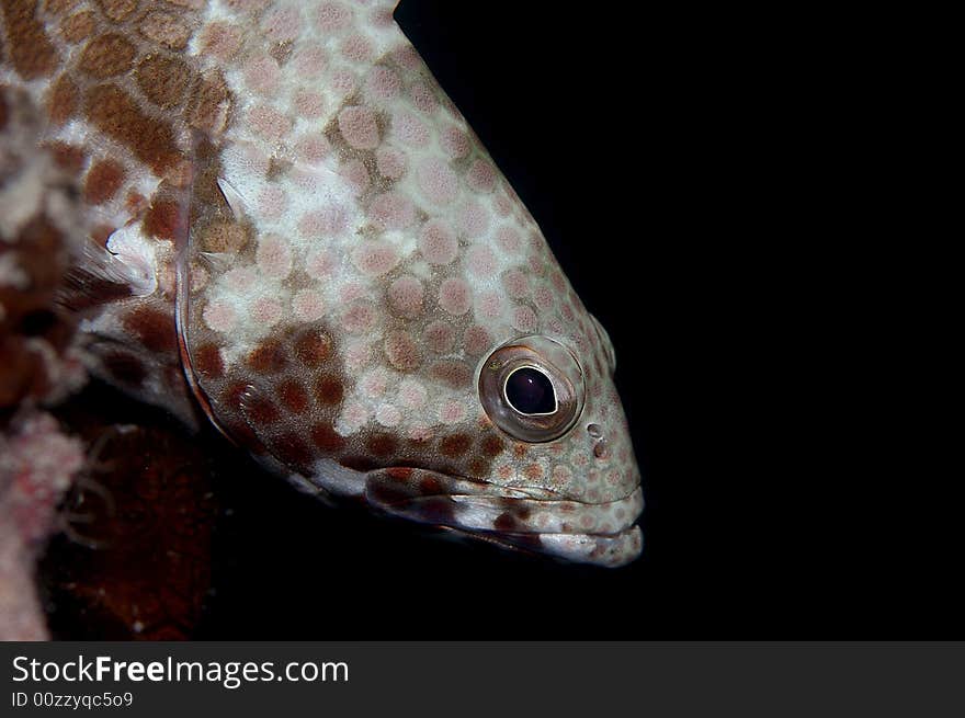 Honeycomb grouper has round brown spots on its fin,head and body.Can be found in tropical marine waters of indo-pacific ocean.