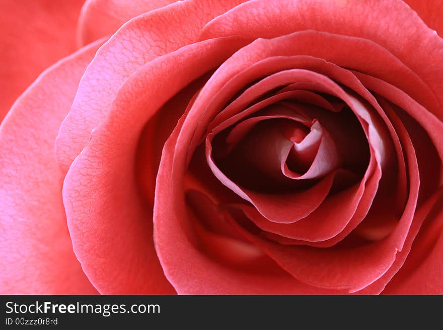 Beautiful red rose opening up from above