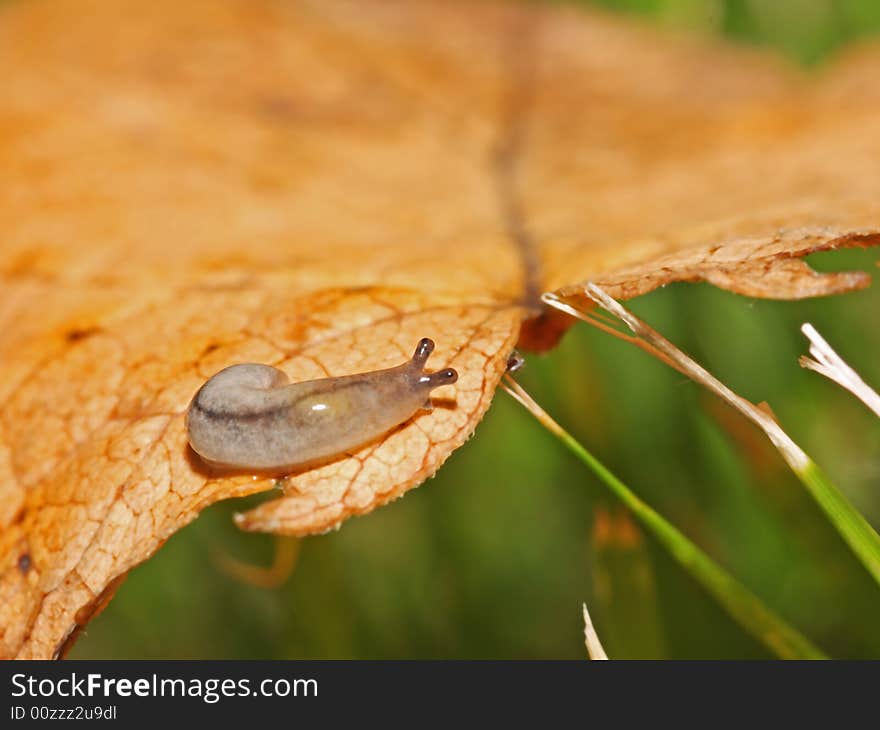 This guy can eat dozens of grass or leaves one day~It's not a snail~maybe somebody thinks it's disgusting while I want to show its beauty~. This guy can eat dozens of grass or leaves one day~It's not a snail~maybe somebody thinks it's disgusting while I want to show its beauty~