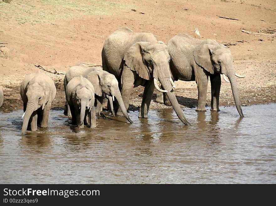 Elephant family drinking at the Mara River in the Masai Mara Reserve (Kenya)