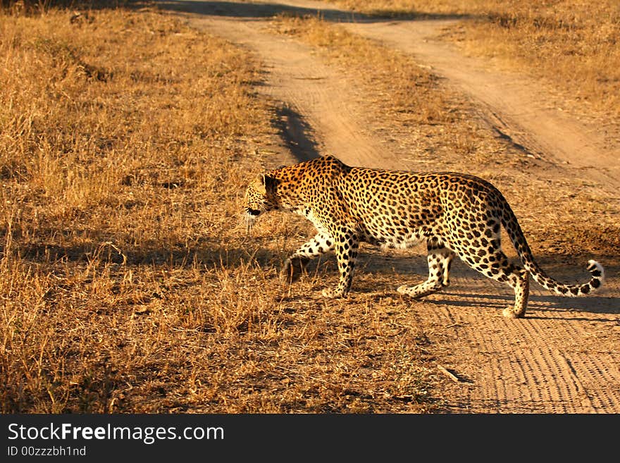 Leopard in the Sabi Sands