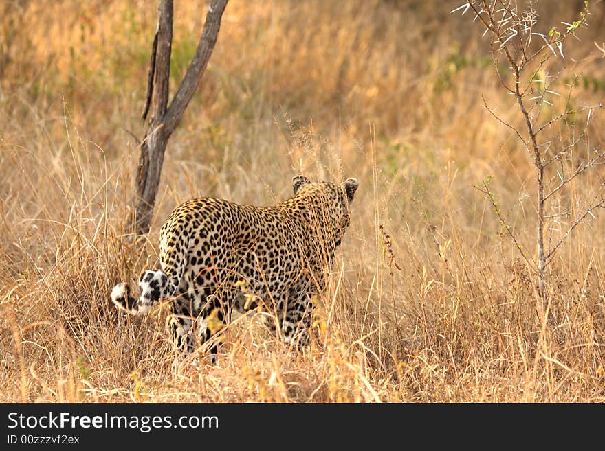 Leopard in the Sabi Sands Reserve