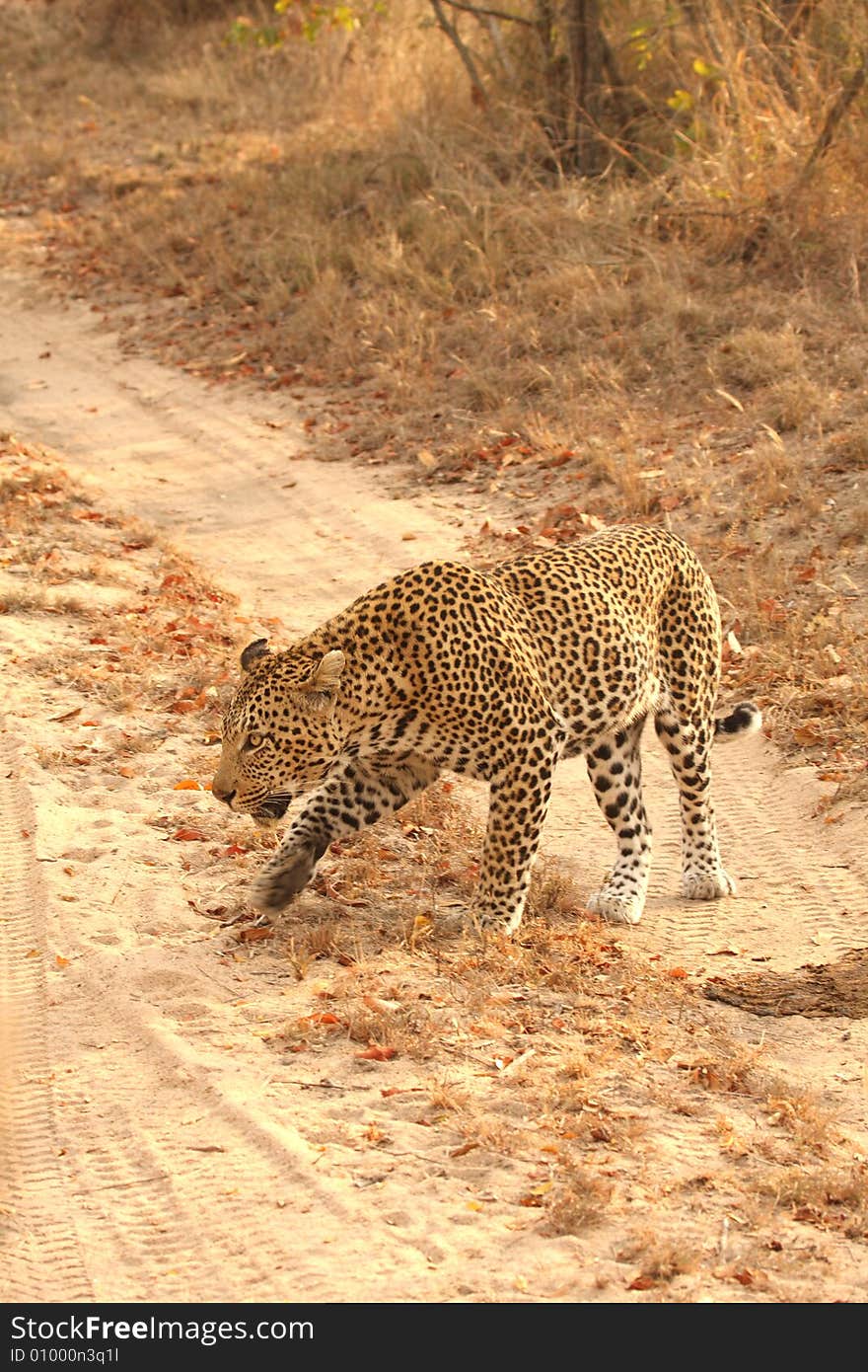 Leopard in the Sabi Sands