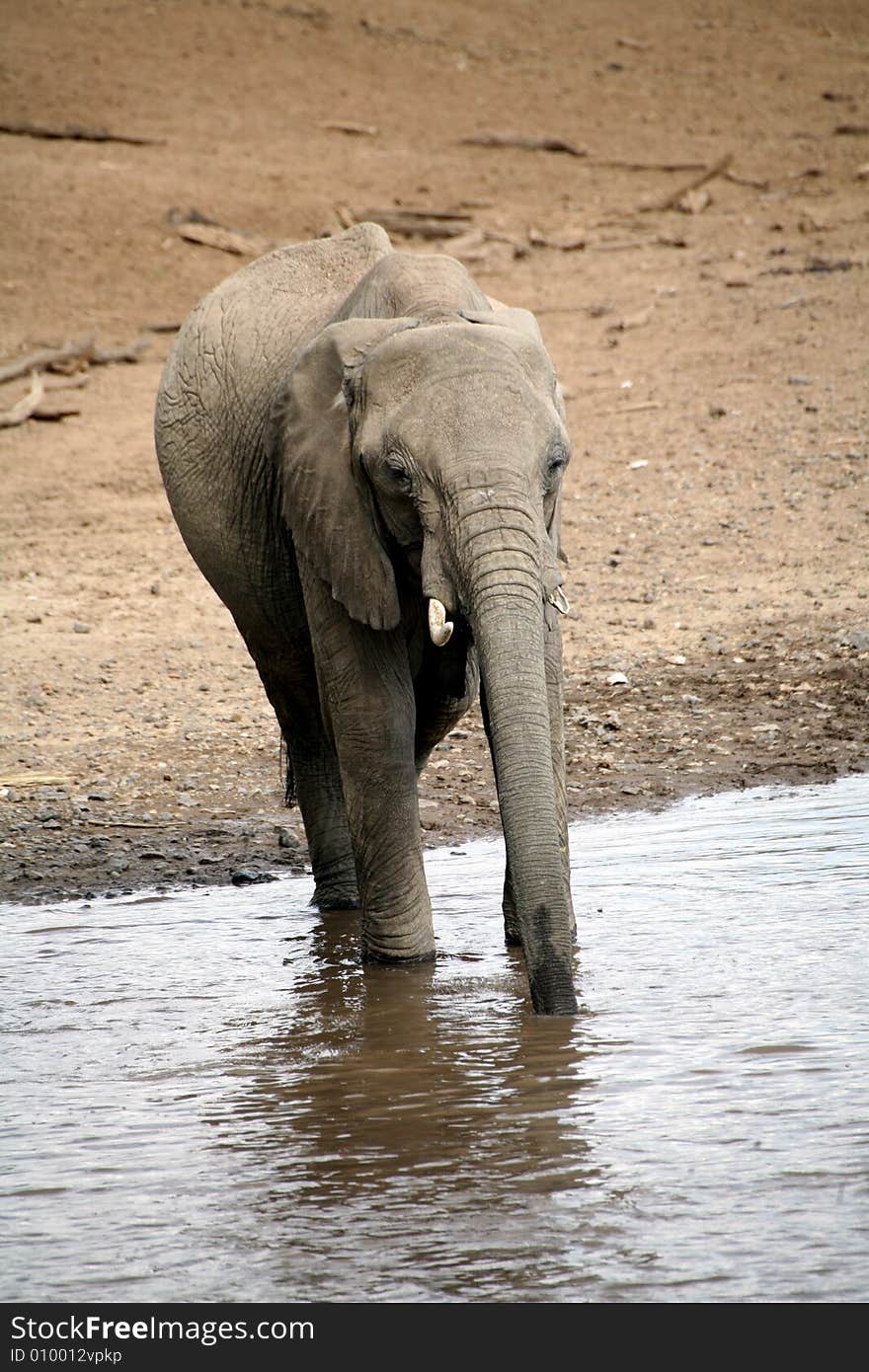 Elephant drinking at the Mara River in the Masai Mara Reserve (Kenya)