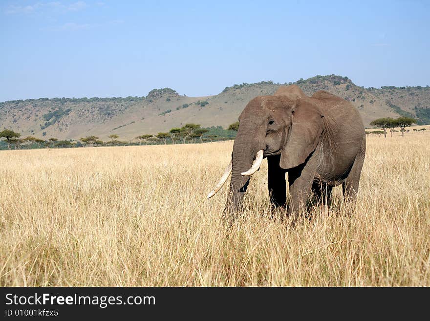 Elephant walks through the grass in the Masai Mara Reserve (Kenya)