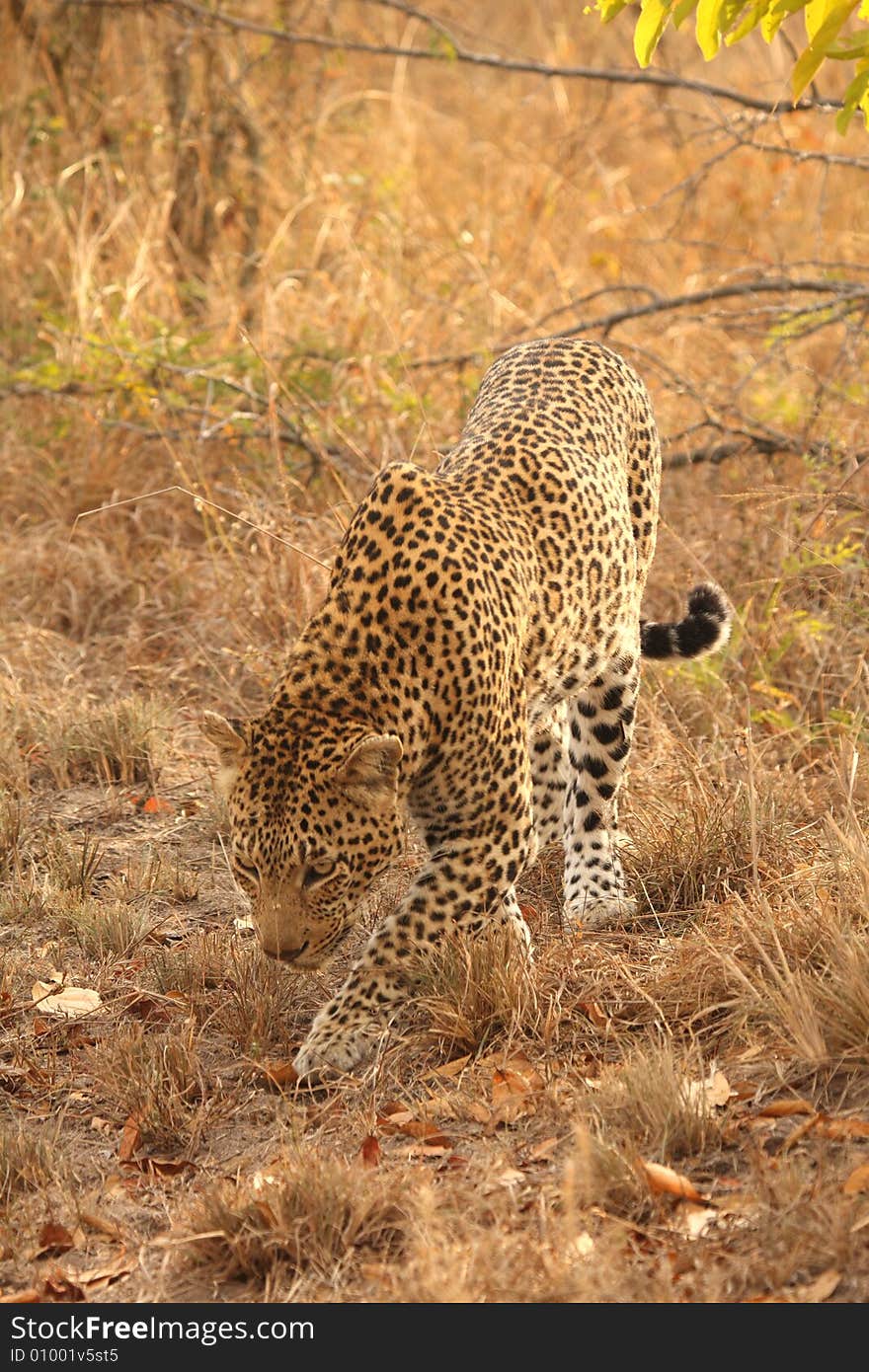 Leopard in the Sabi Sands