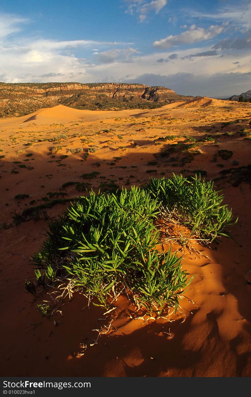 Life In Pink Desert