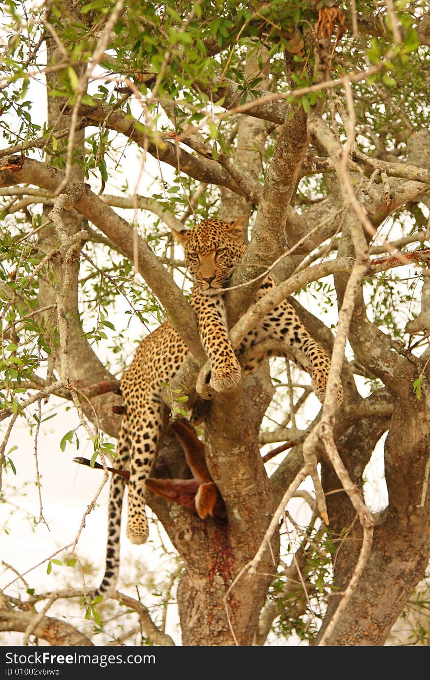 Leopard in a tree with kill