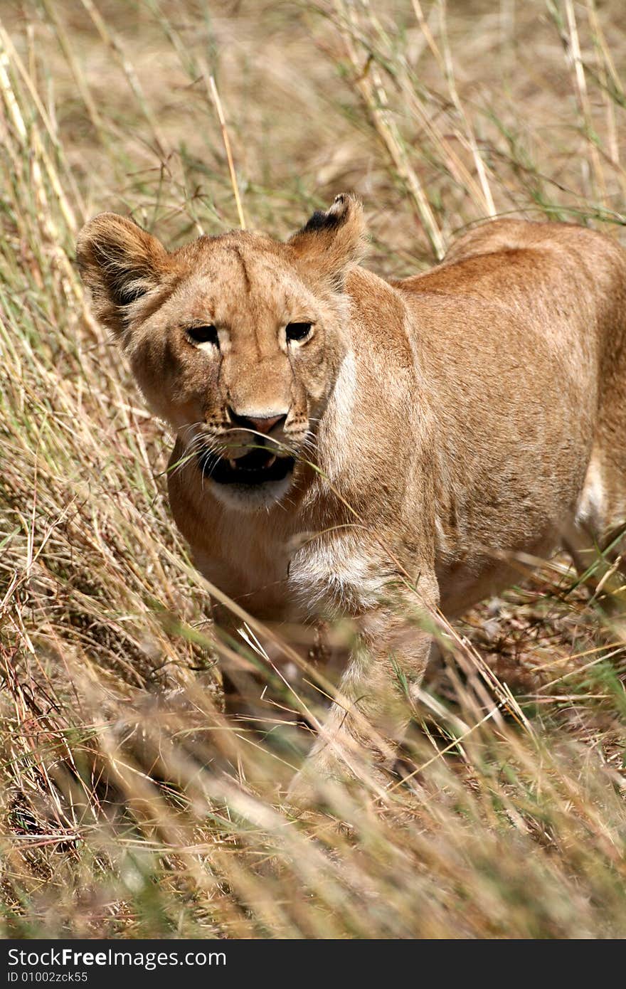 Lion cub walking through the grass