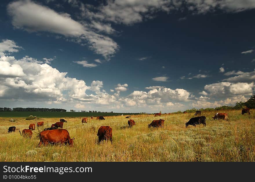 Russian meadows