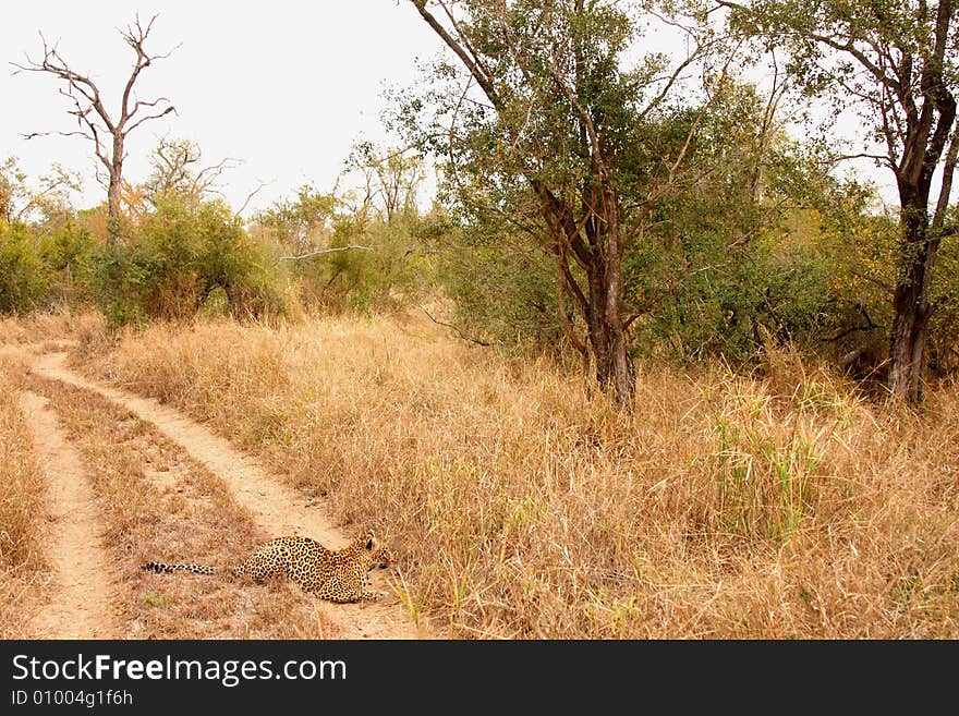 Leopard in the Sabi Sands Reserve