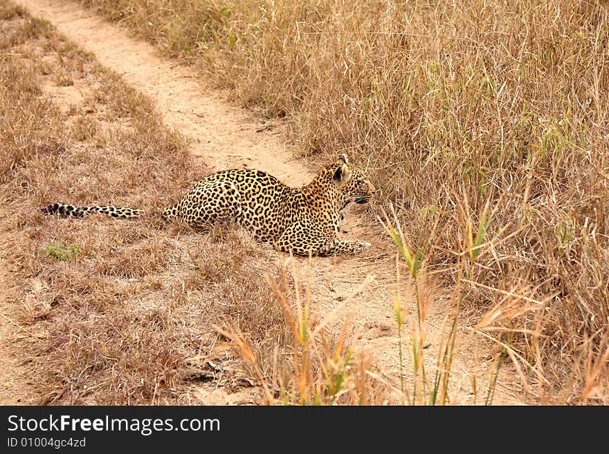 Leopard in the Sabi Sands Reserve