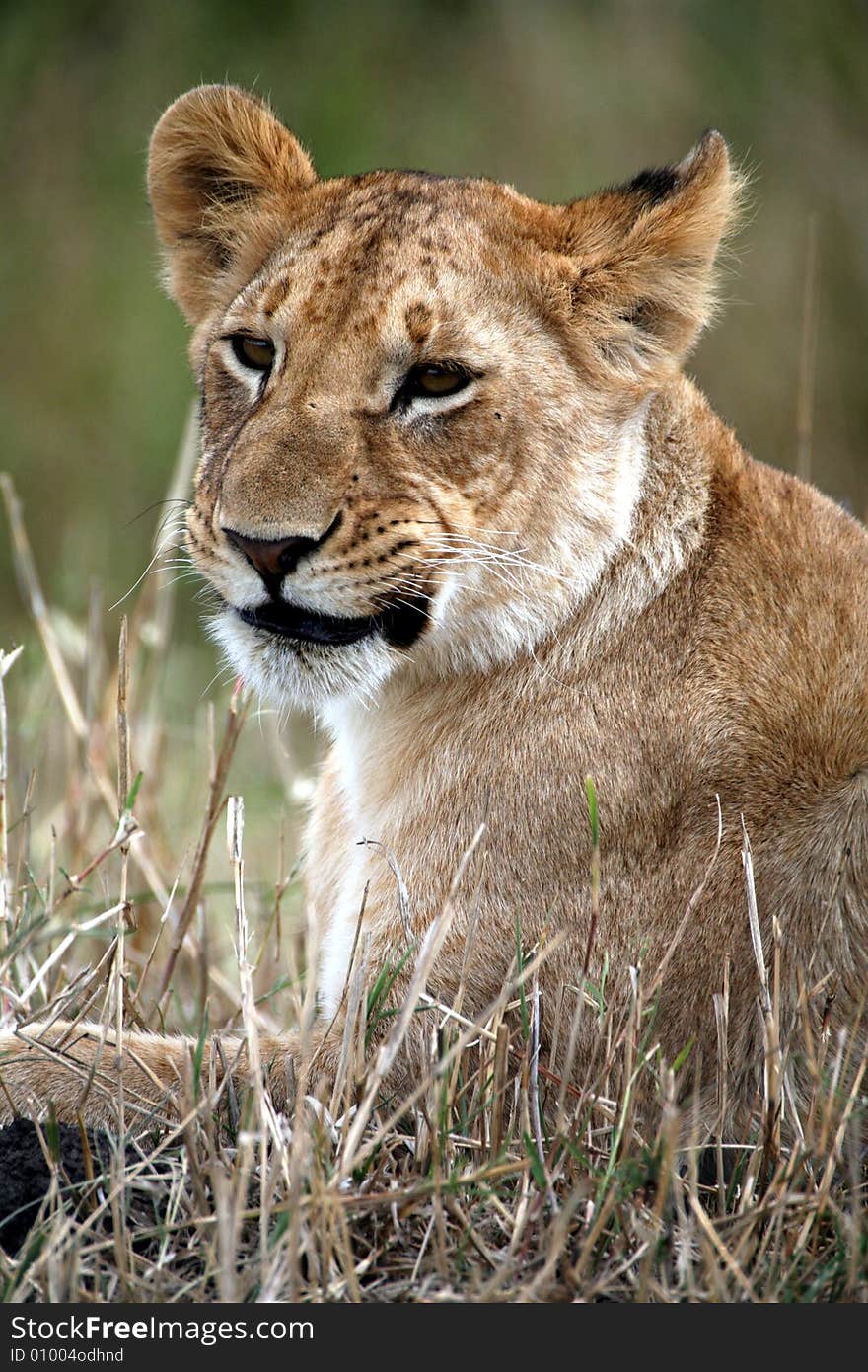 Lion cub lying in the grass