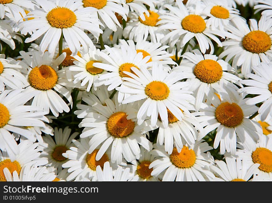 Daisy background - many summer flowers as a background