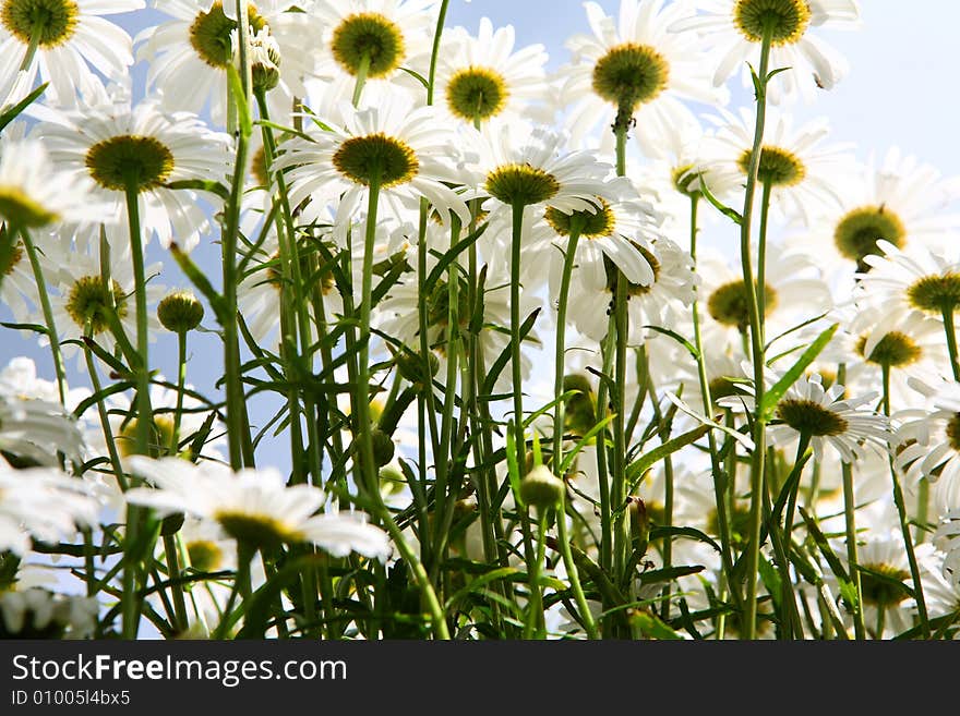 Daisy background - many summer flowers in the meadow