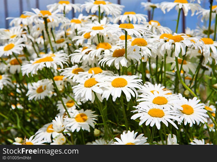 Daisy background - many summer flowers as a natural bouquet