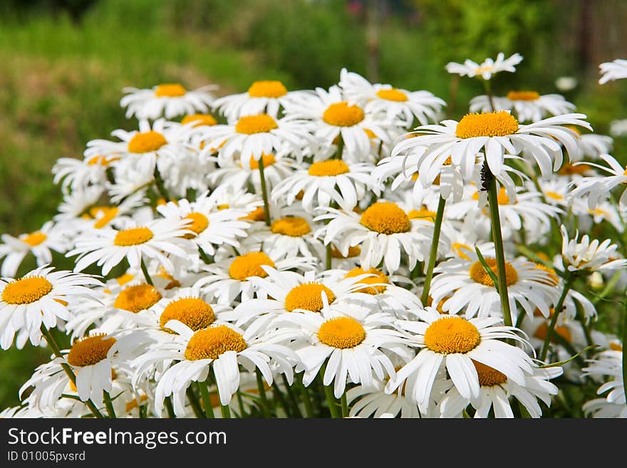 Daisy background - many summer flowers as a natural bouquet