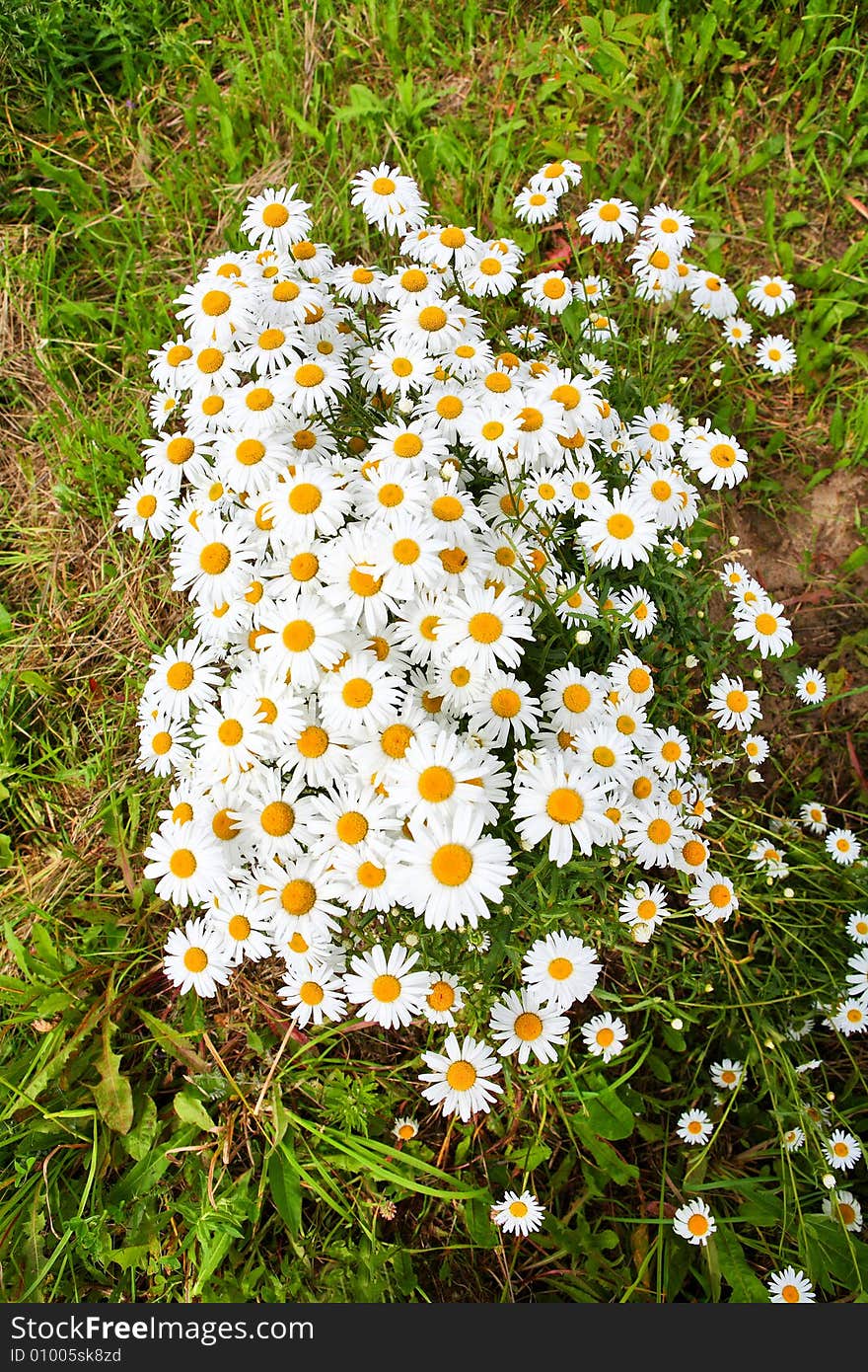 Daisy background - many summer flowers as a natural bouquet