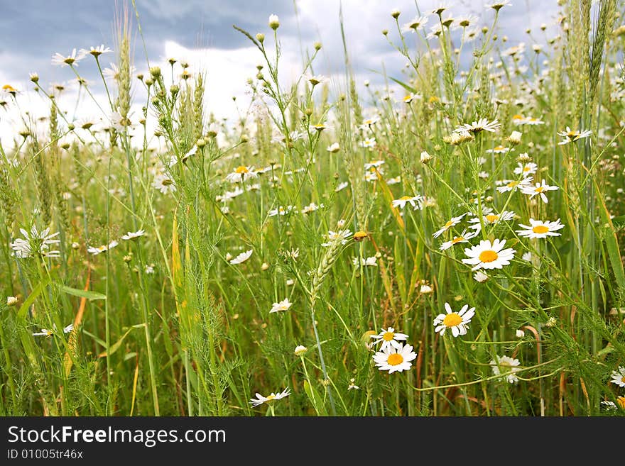 Daisy background