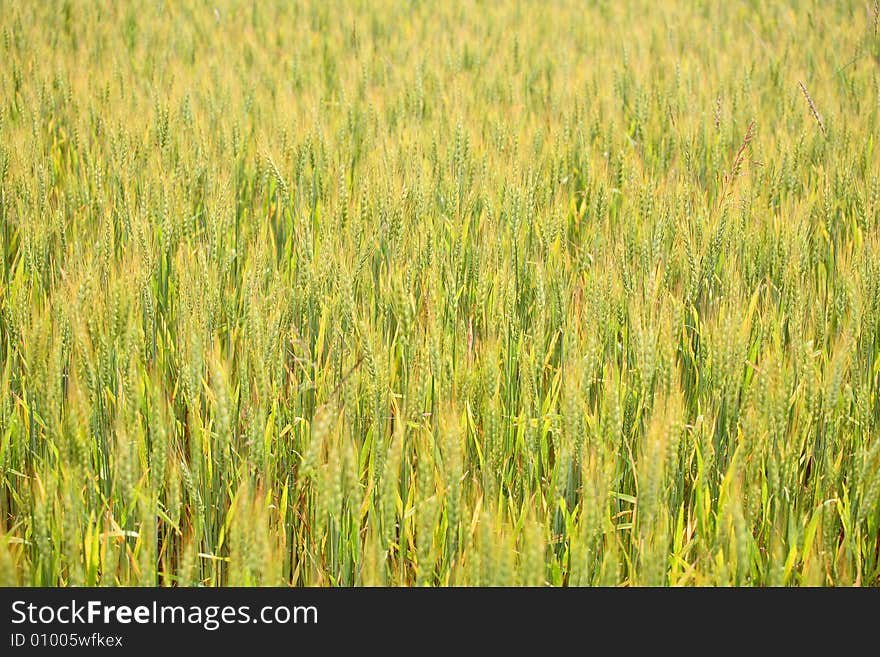 Wheat field background