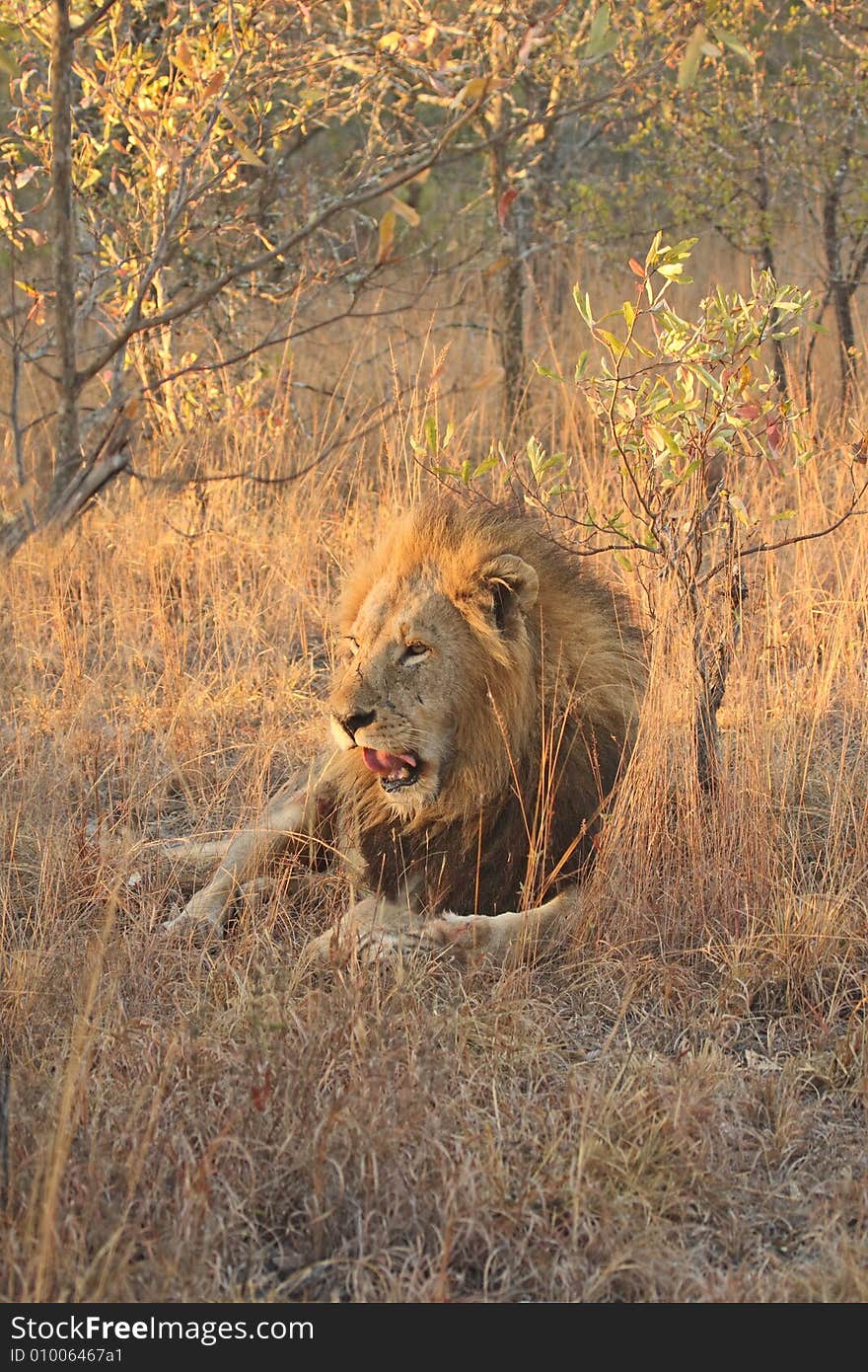 Lion in Sabi Sands Reserve, South Africa