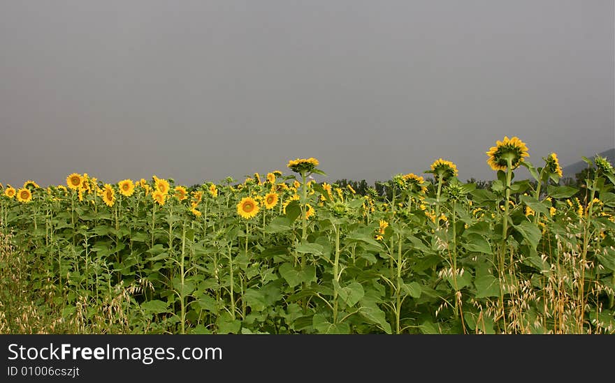 Sunflowers and clouds in umbria, italy