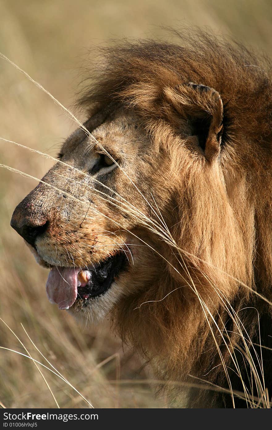 Majestic lion portrait in the grass in the Masai Mara Reserve in Kenya