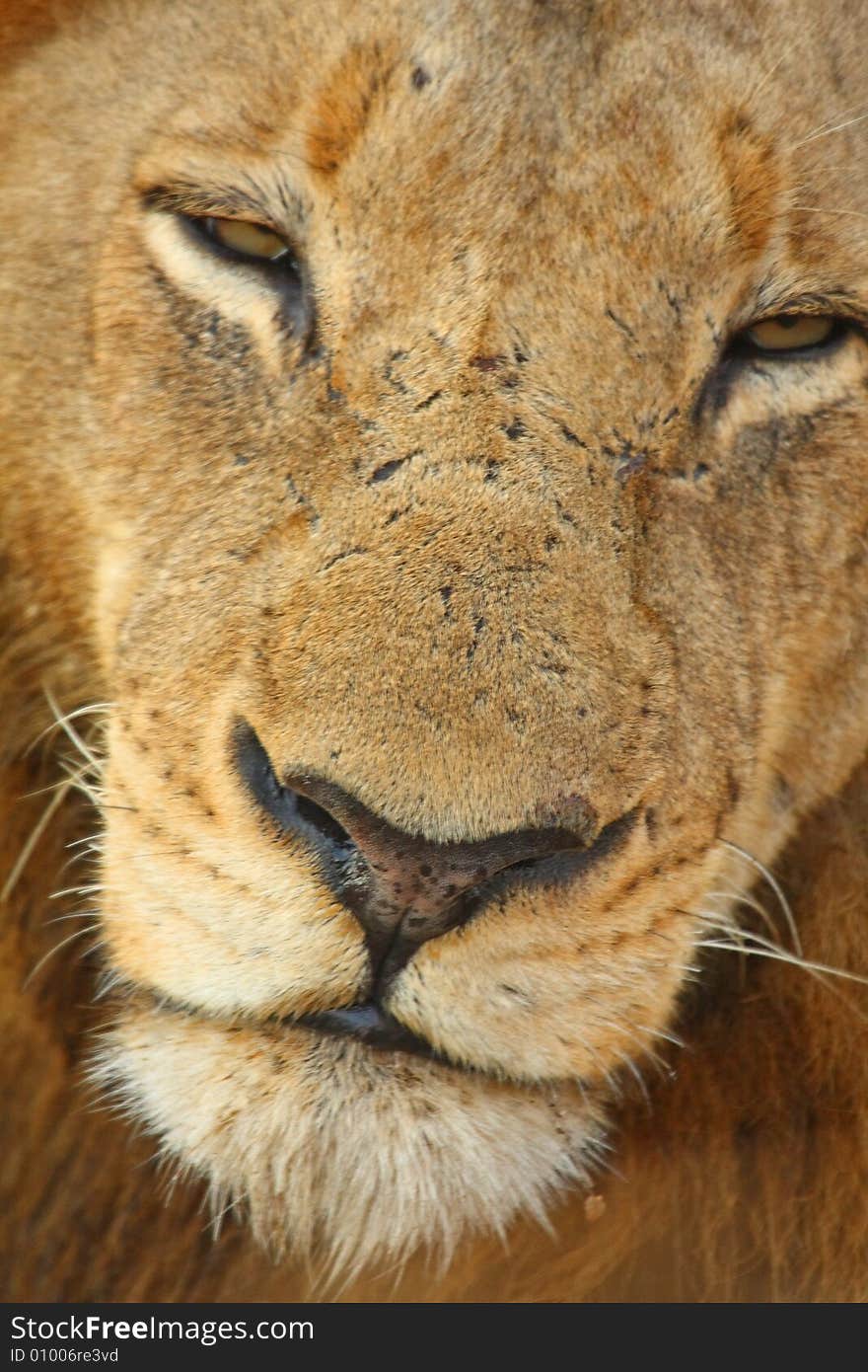 Lion in Sabi Sands