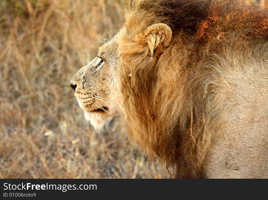 Lion in Sabi Sands