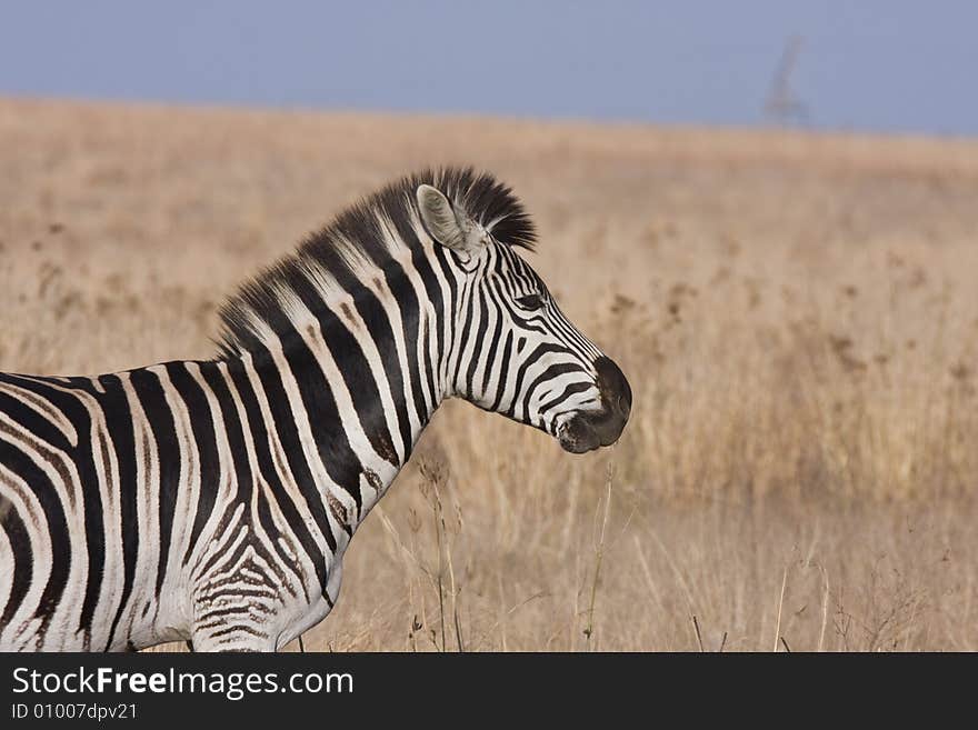 Zebra Profile