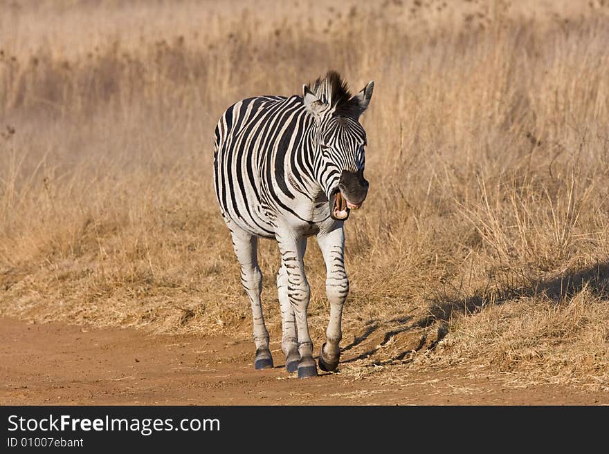 Zebra yawning in the road