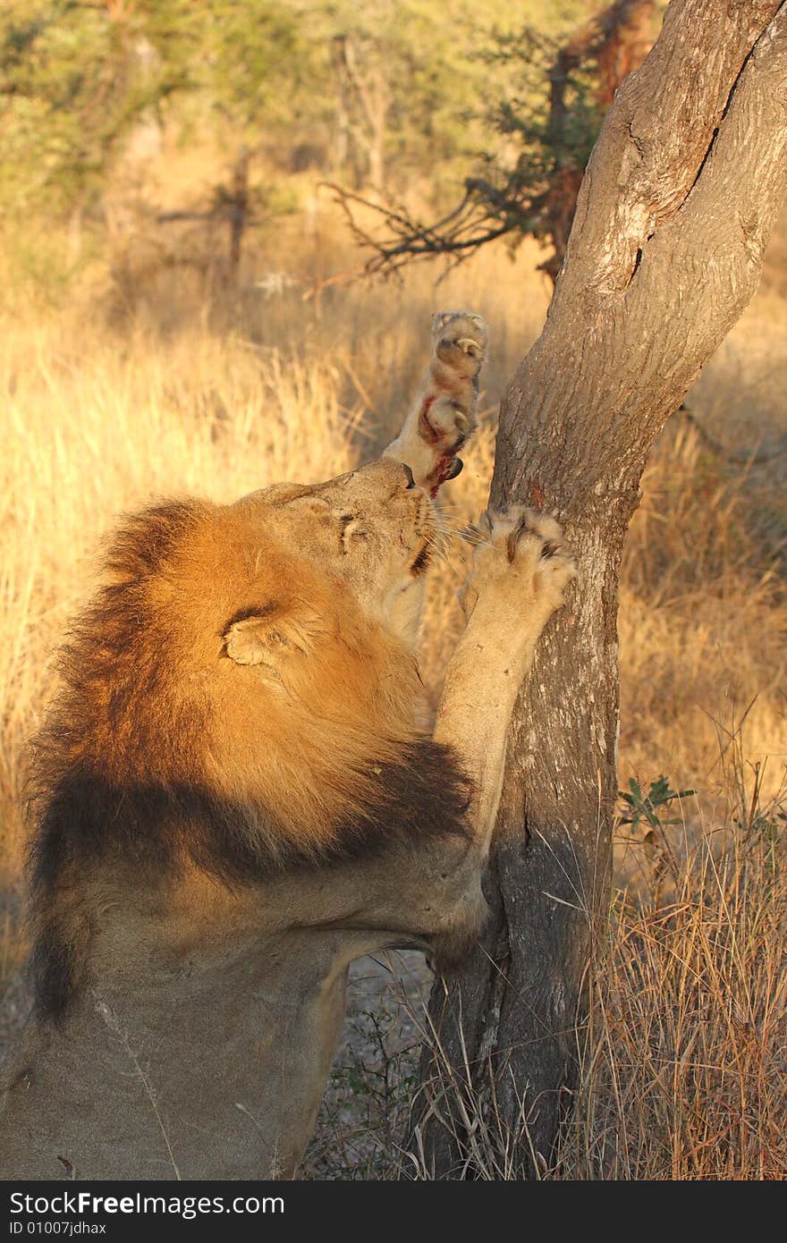 Lion in Sabi Sands