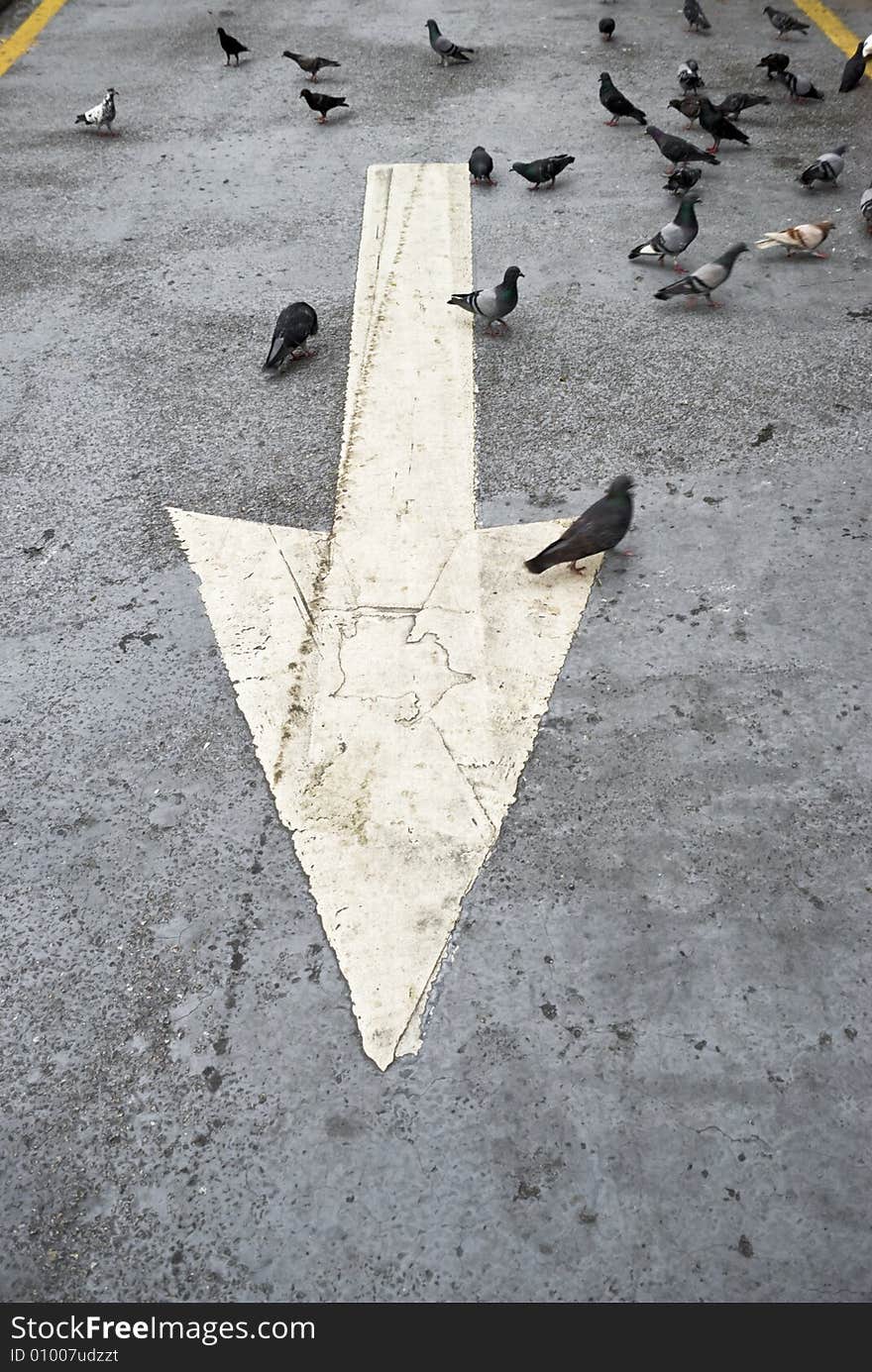 A white street arrow with pigeons