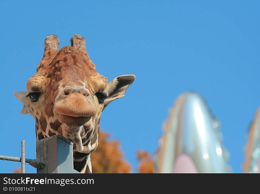 Loneliness giraffe