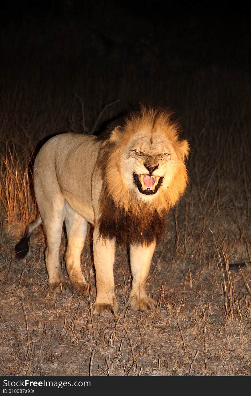 Lion In Sabi Sands