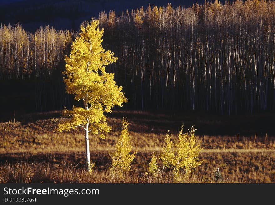 Aspen Tree in full color, the Morning of Fall. Aspen Tree in full color, the Morning of Fall