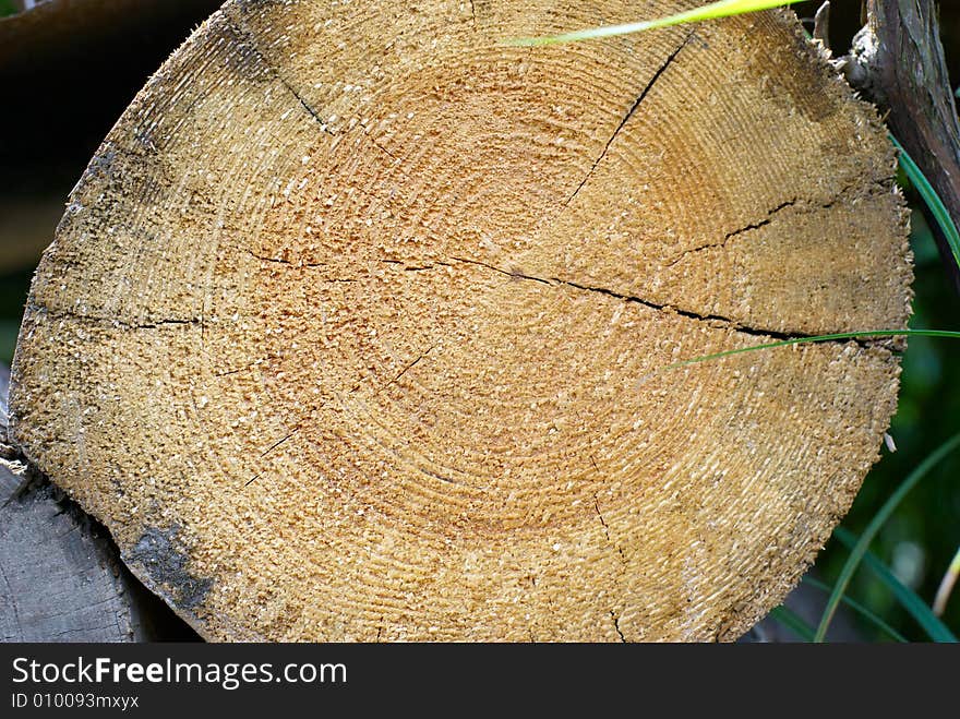 Round face trunk of tree, covered by rifts. Round face trunk of tree, covered by rifts