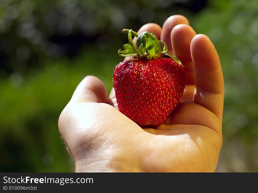 Strawberry lie on men hand in summer. Strawberry lie on men hand in summer