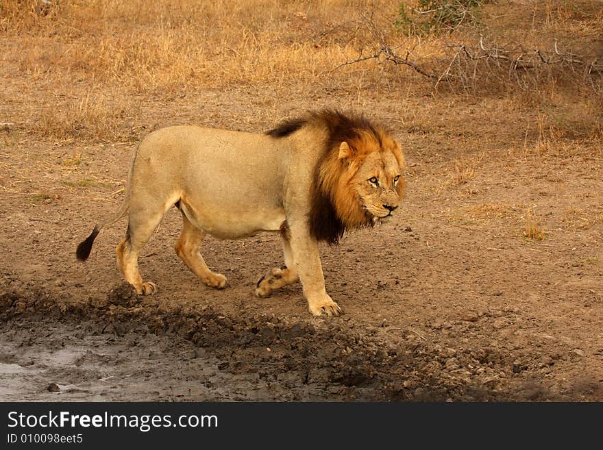 Lion in Sabi Sands Reserve, South Africa