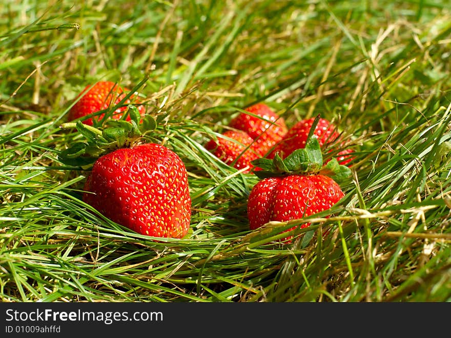 Strawberry lie on green herb in summer. Strawberry lie on green herb in summer