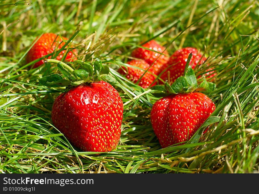 Strawberry lie on green herb in summer. Strawberry lie on green herb in summer