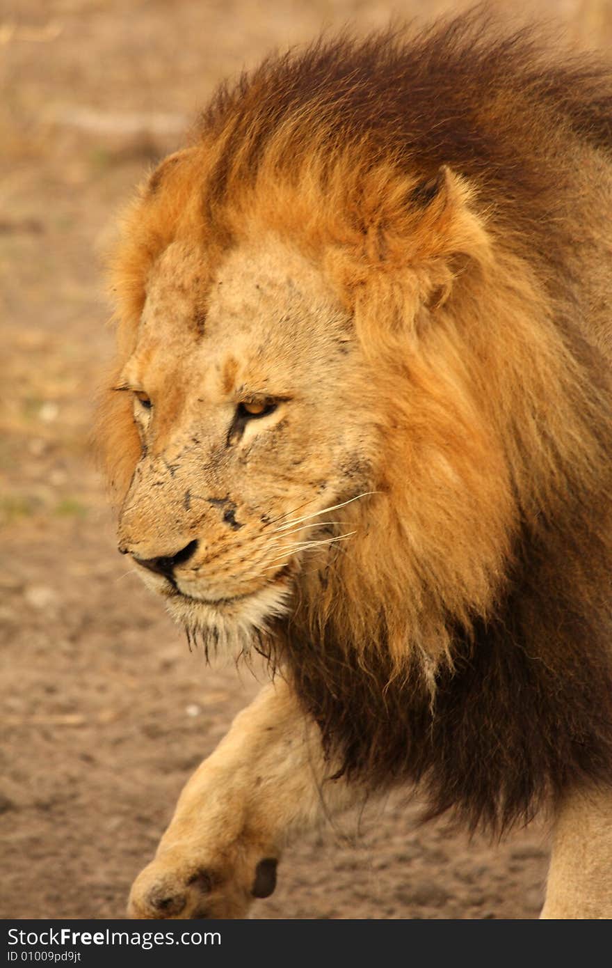 Lion in Sabi Sands