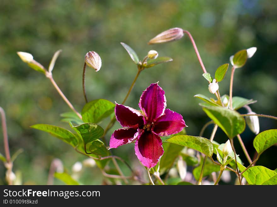 Violet blossomed flower on background a green grass. Violet blossomed flower on background a green grass