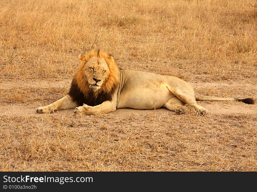 Lion in Sabi Sands Reserve, South Africa