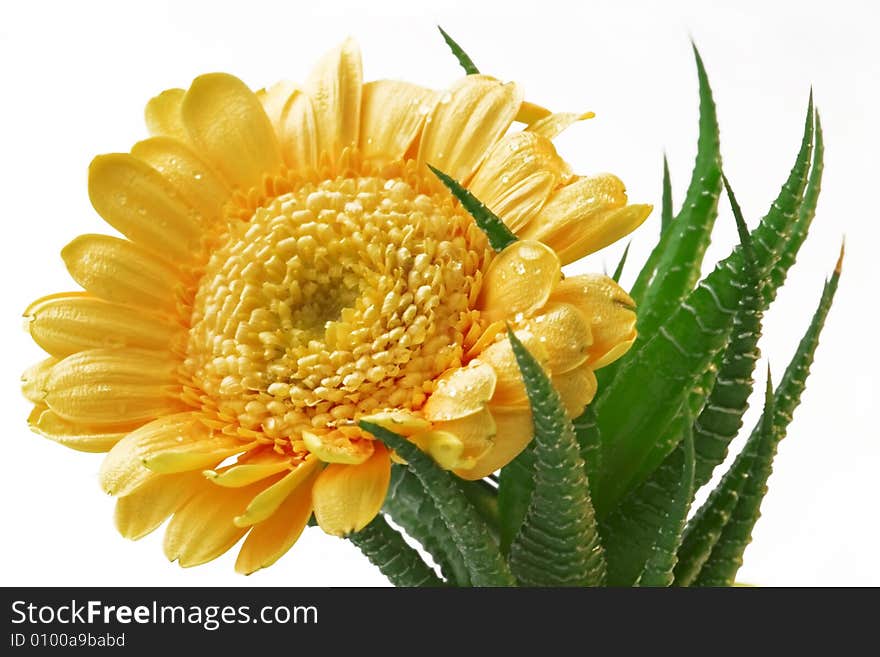 Gerber daisy into clutches of cactus - white background