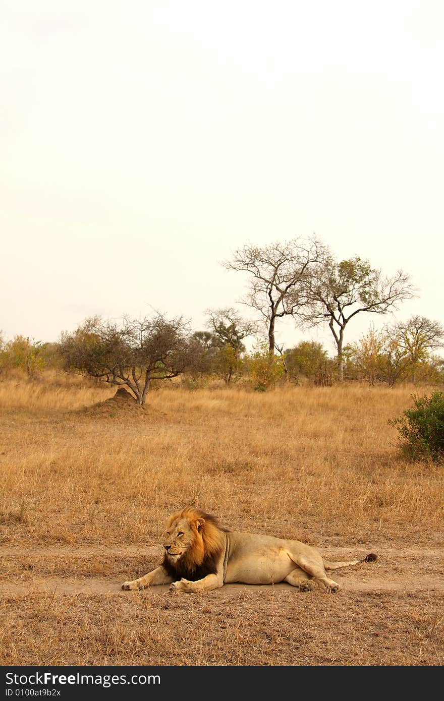 Lion in Sabi Sands