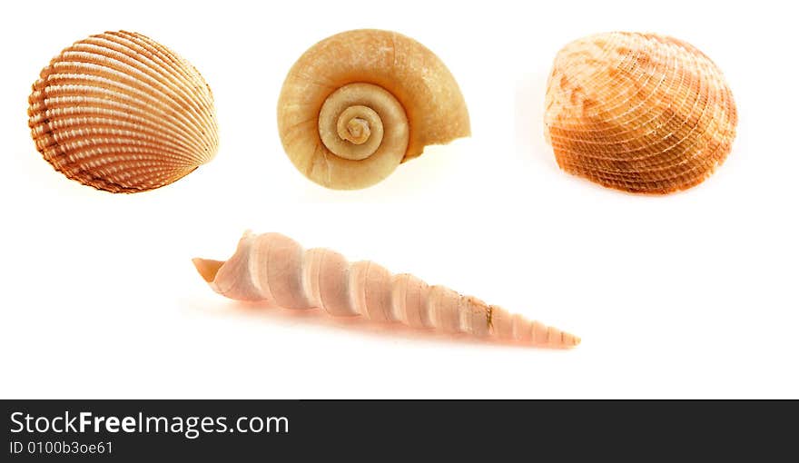 A collection of sea shells on a white background. Each shell can cropped individually.