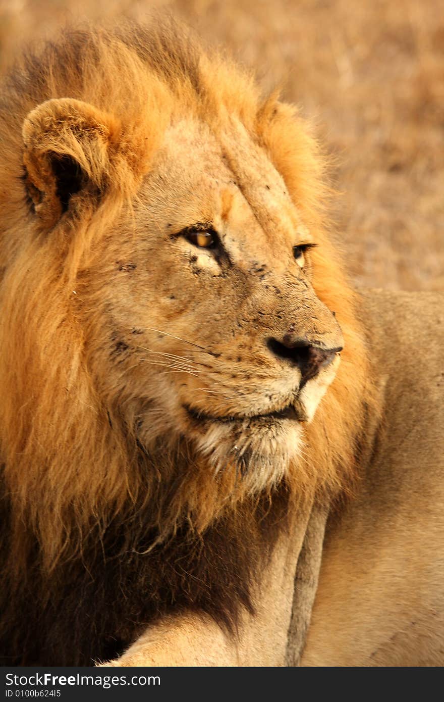 Lion in Sabi Sands Reserve, South Africa