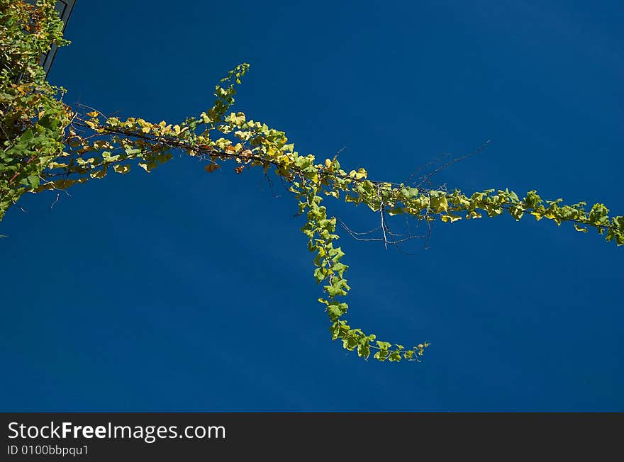 Wild grape and the blue sky