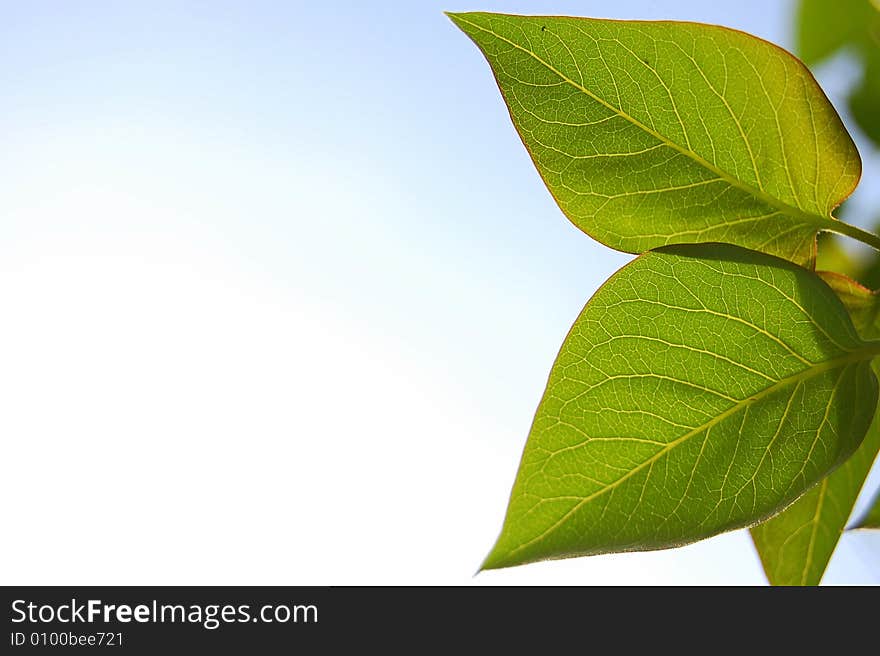 A closeup of two young leaves in front of a blue/white sky. A closeup of two young leaves in front of a blue/white sky.